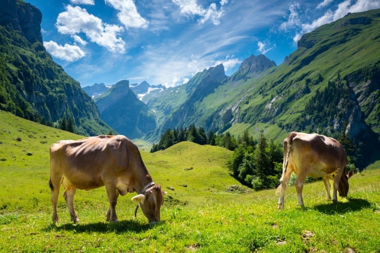 Food companies' regenerative ag strategies 'lack ambition'