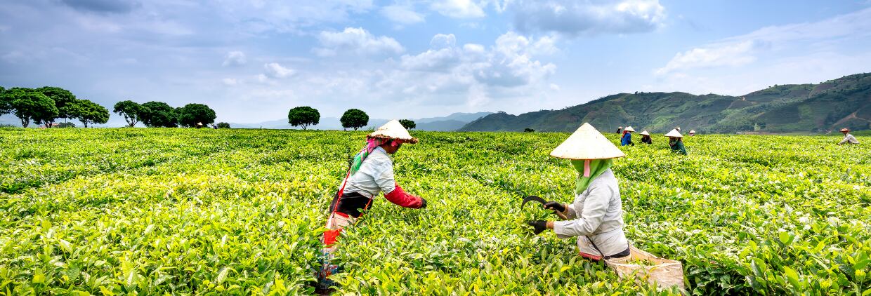 Agriculture in Asia-Pacific