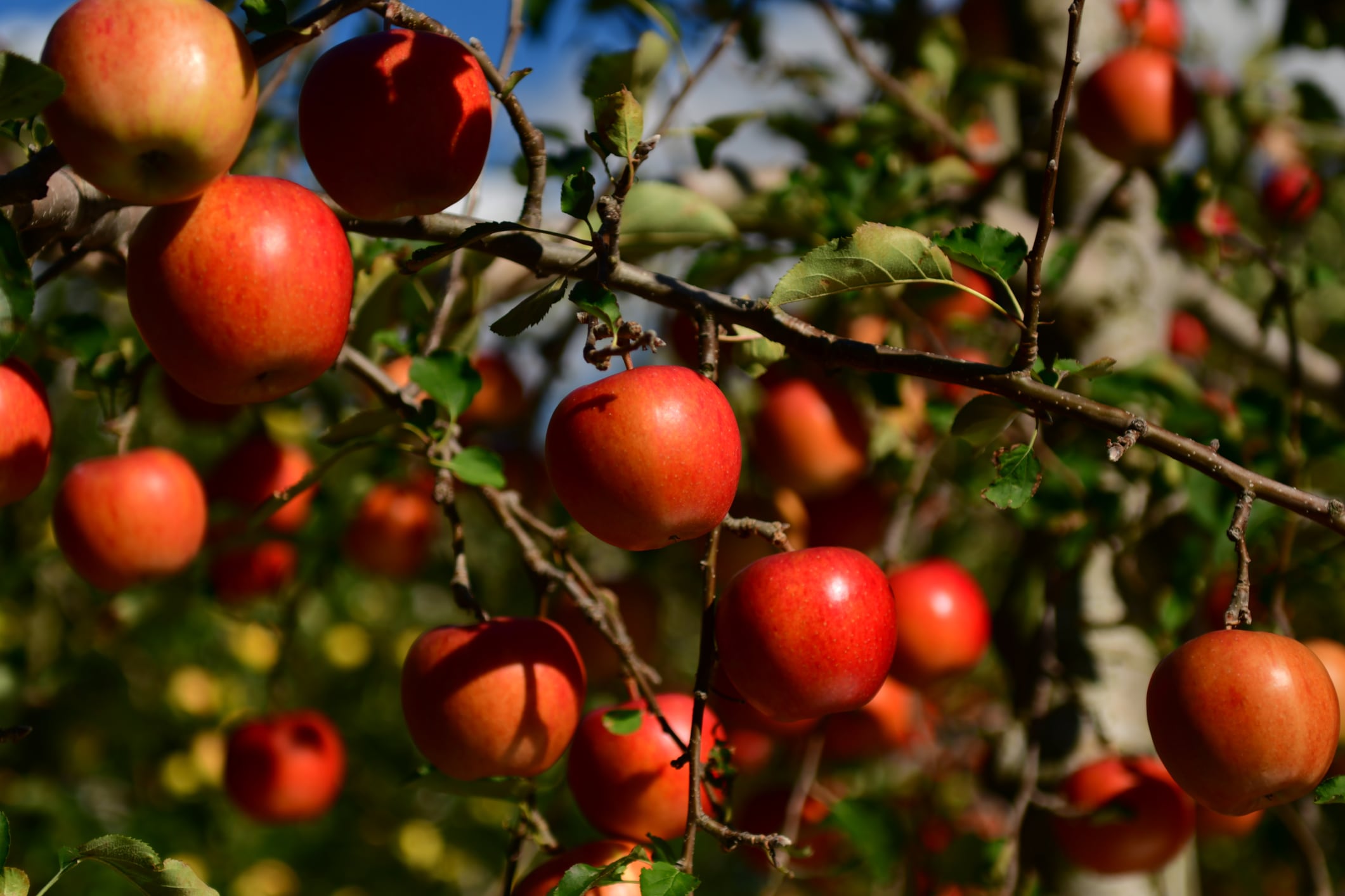 Snow damage reveals looming crisis in Japan’s leading fruit-producing region