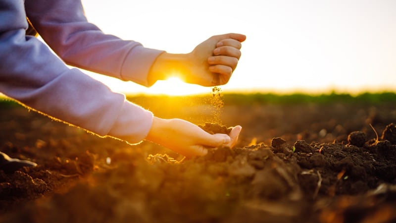 Seed secure: China’s home-bred crop varieties reach 95% as livestock seeds exceed 80%
