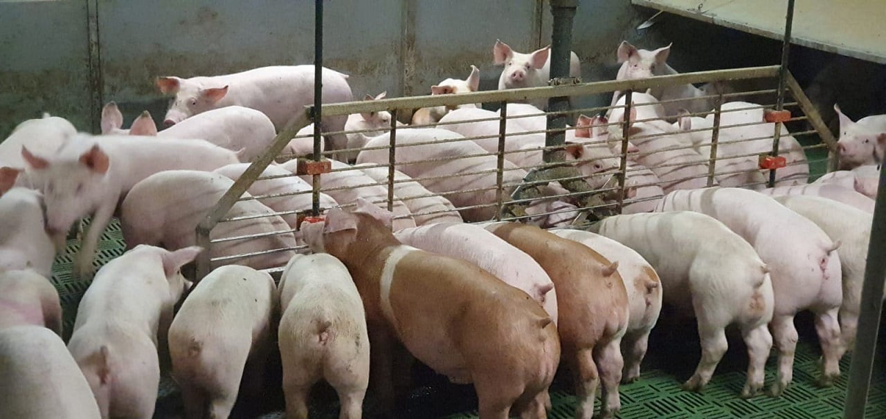 Weaner-Pig-Trial.jpg