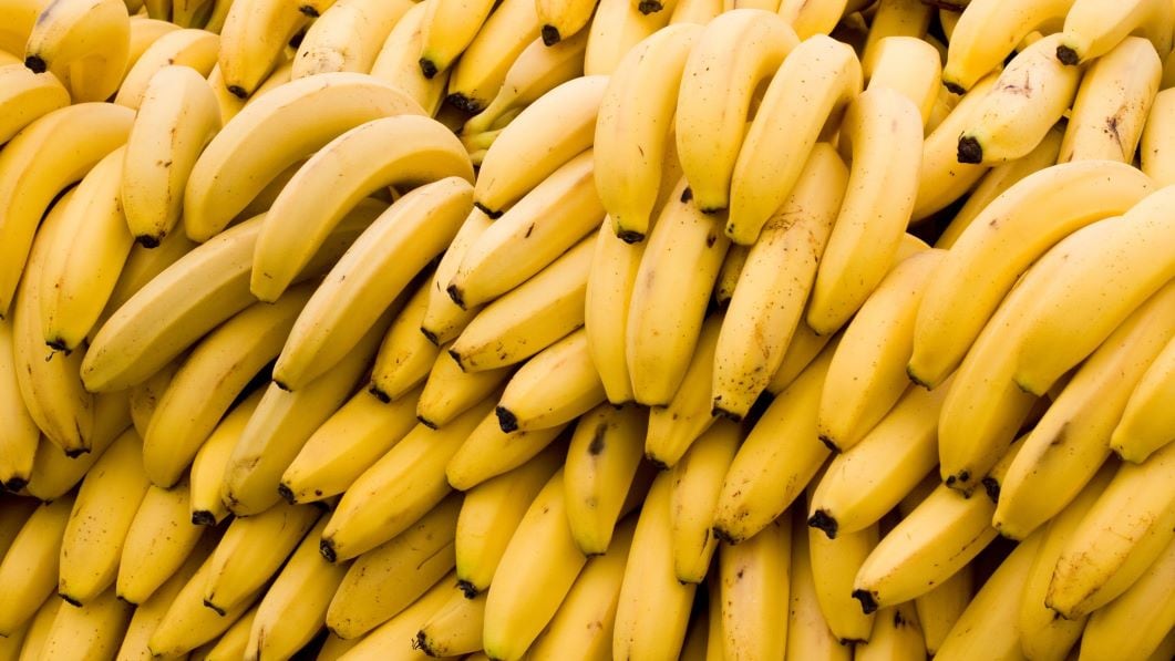Urgent action: Vietnam launches emergency project to tackle TR4 banana wilt disease
