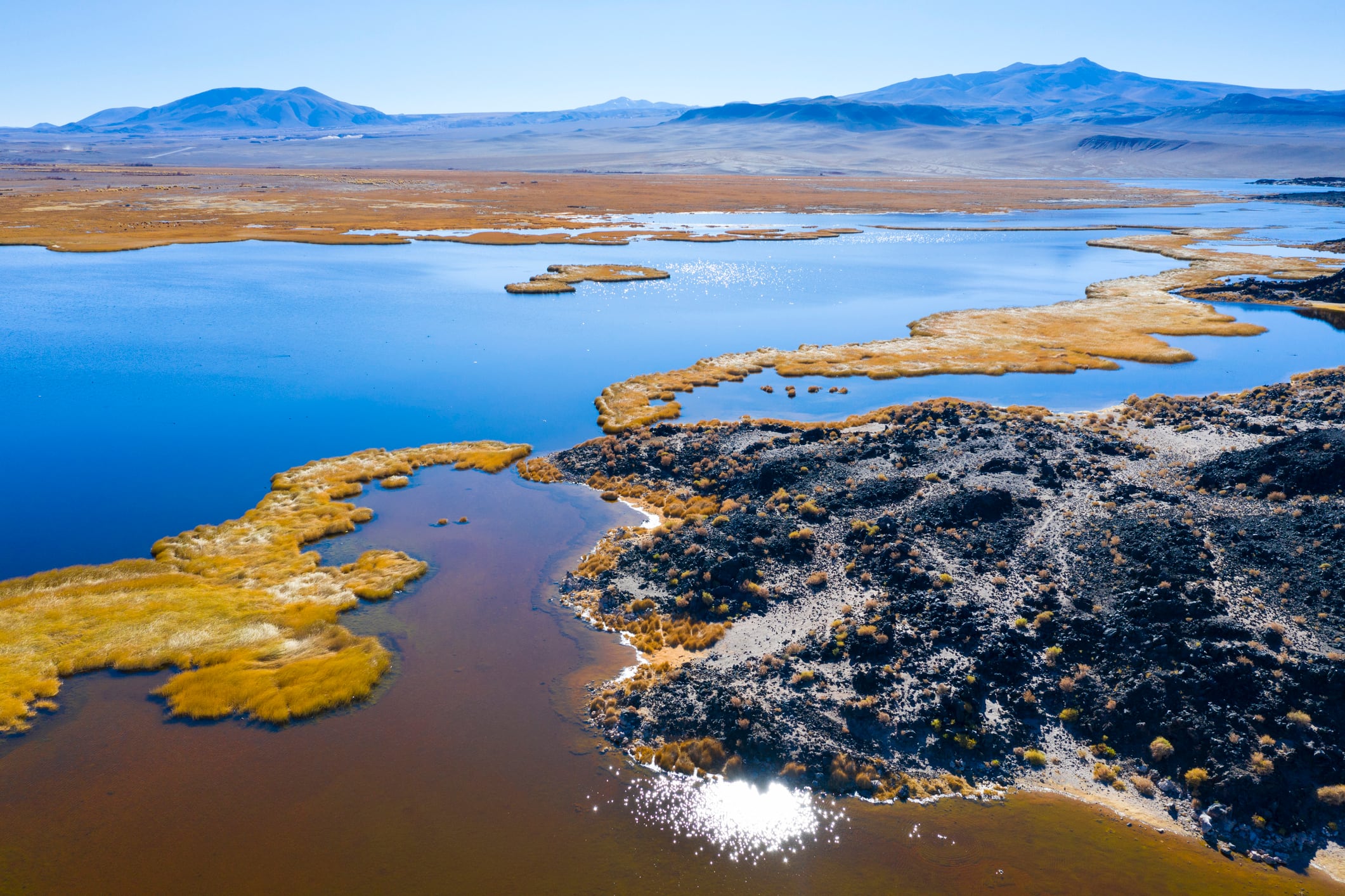 Puna Bio secures Series A as Corteva Catalyst enters LATAM  