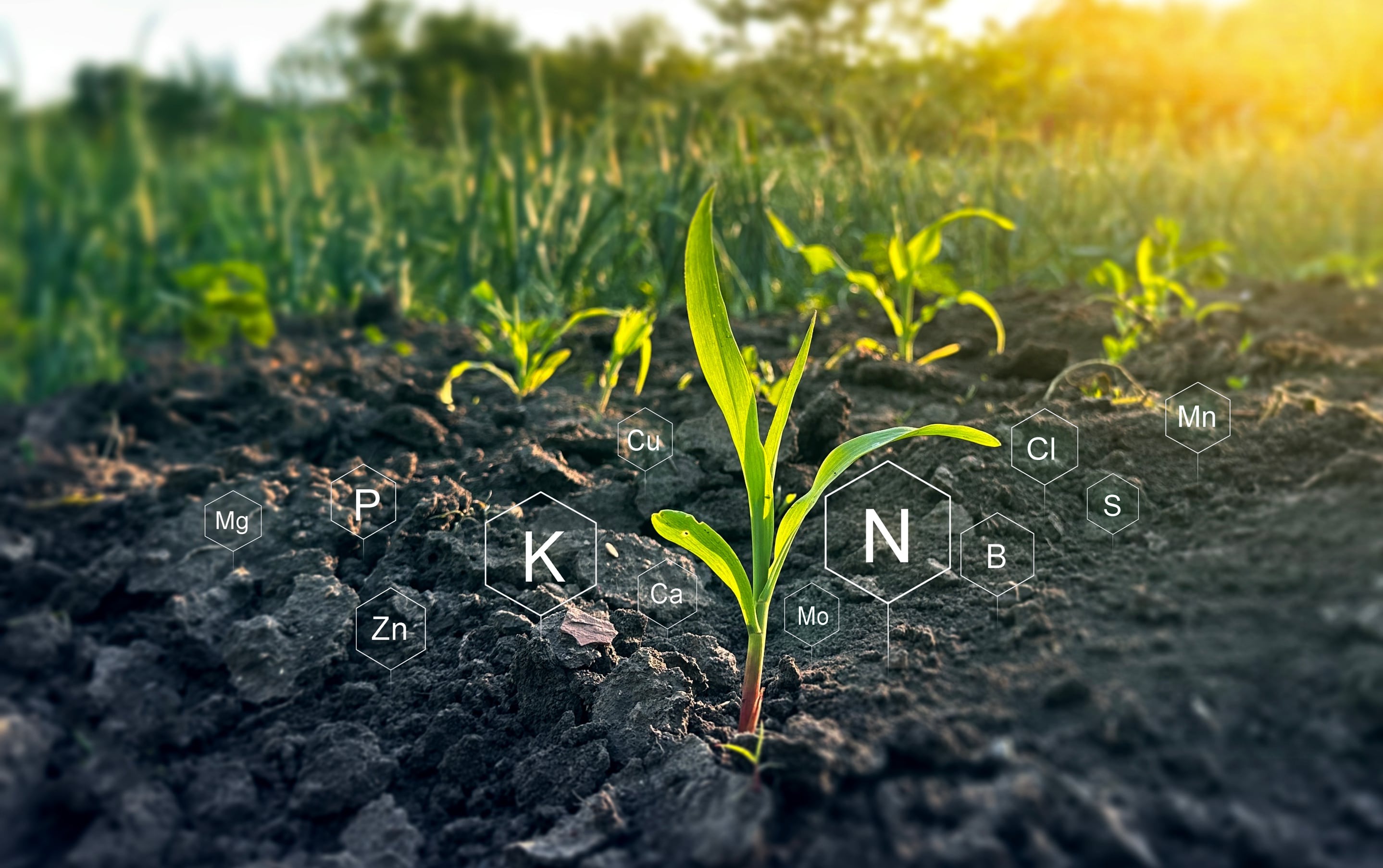 Rooted in change: Ostara’s phosphate breakthrough is catching big ag off guard