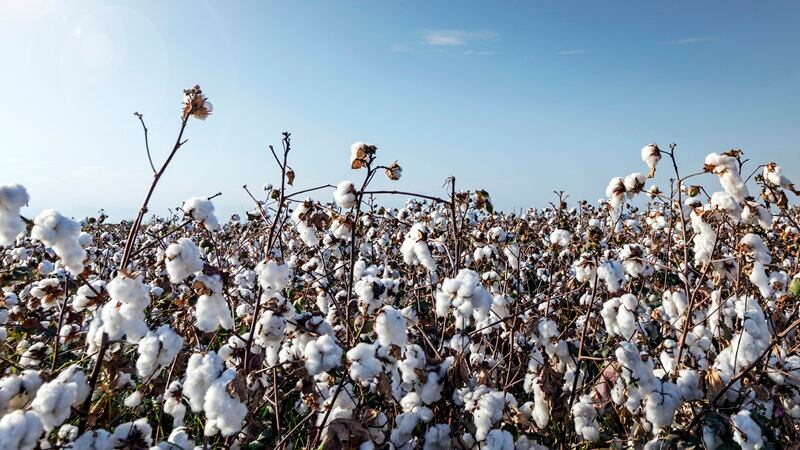 A cotton field