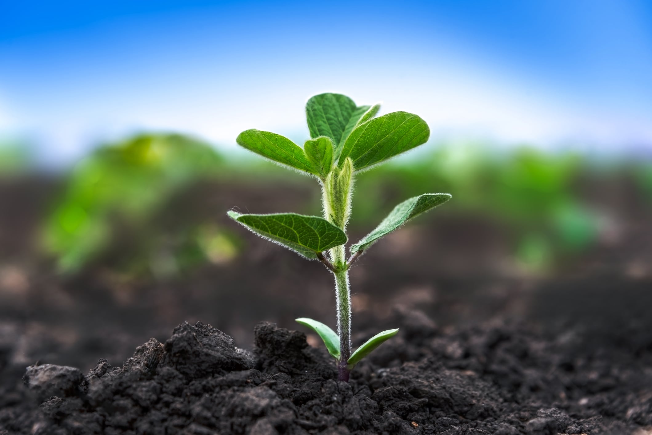 Arginine meets phosphate: New system promises ‘predictable and consistent yields’ start-up says 