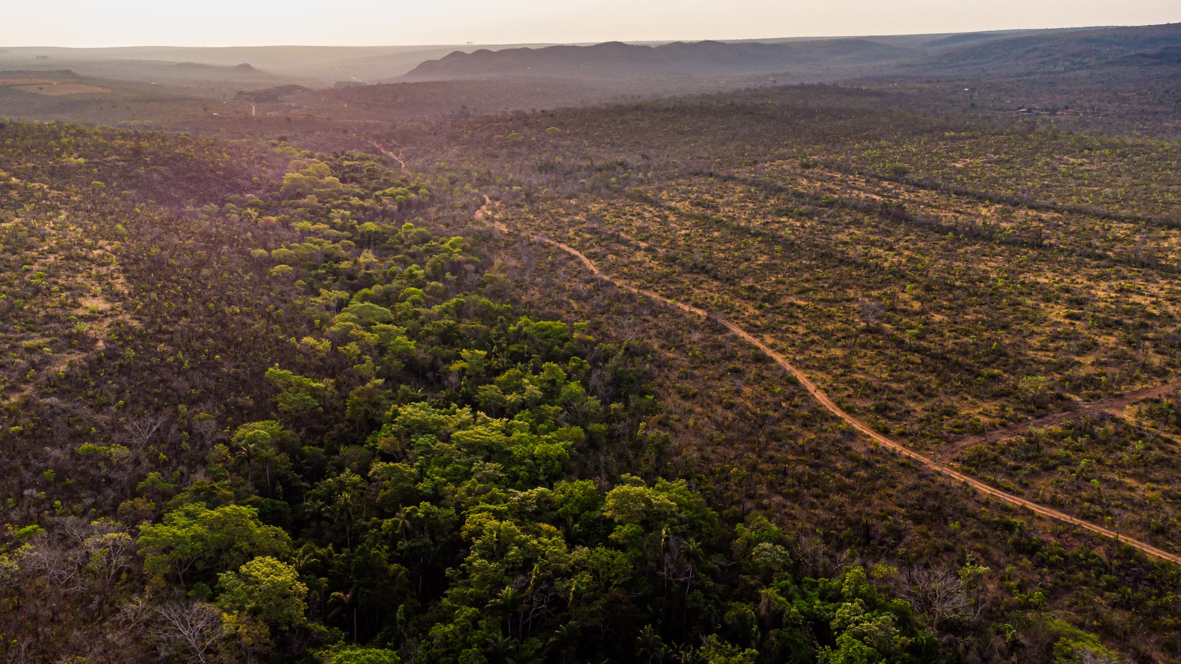 Swiss startup shows where deforestation is occurring and how to address it