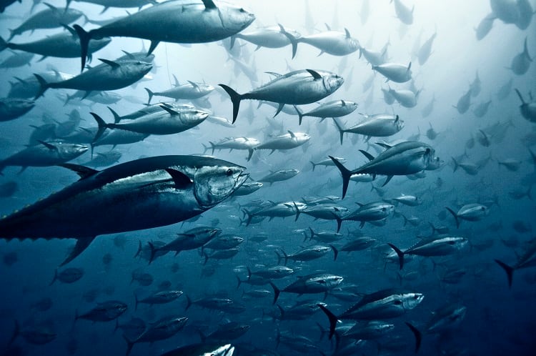 Premium catch: Korea eyes commercial opportunities from surging bluefin tuna hauls