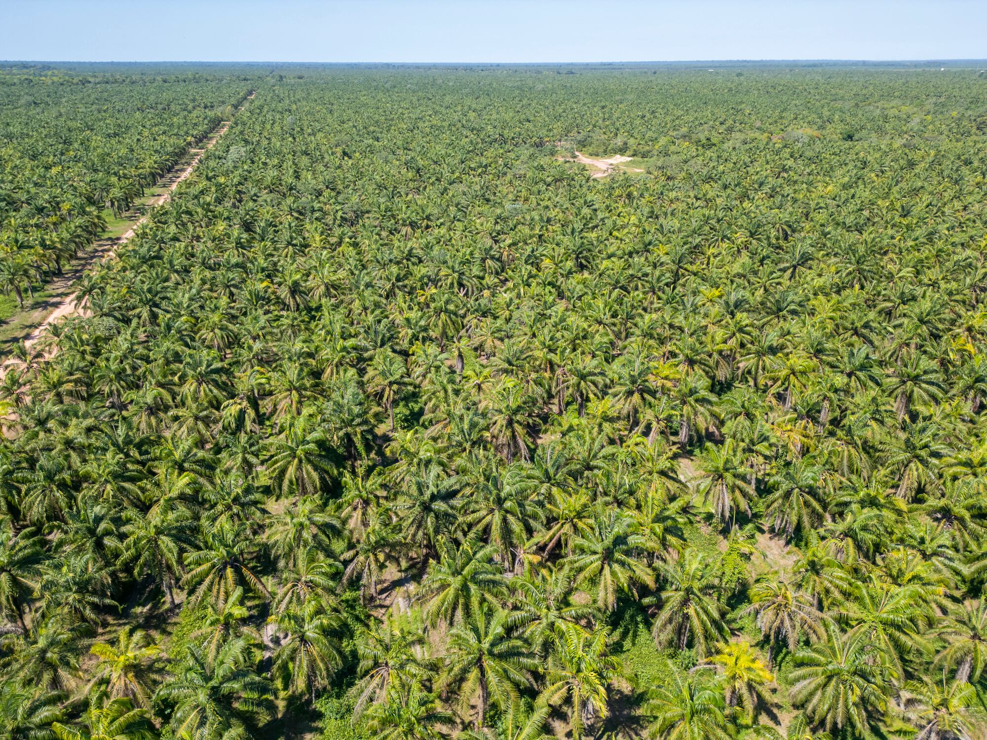 Palm oil plantation