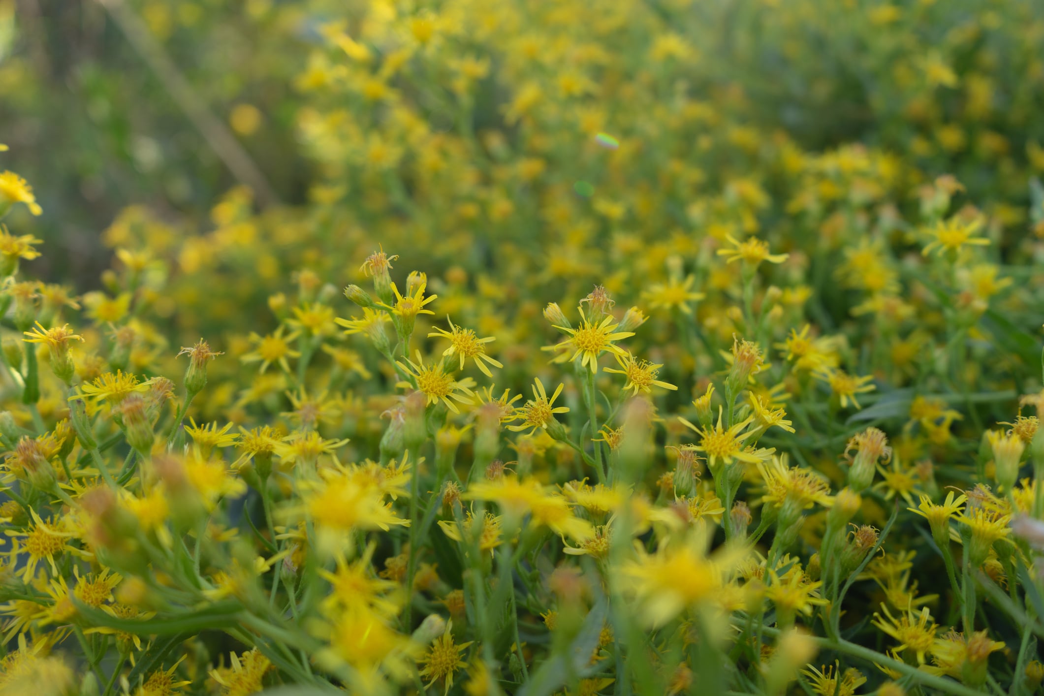 The company also extended its carinata biofuel crop offtake agreement with BP to 2050, signalling continued investment in alternative crop value chains.