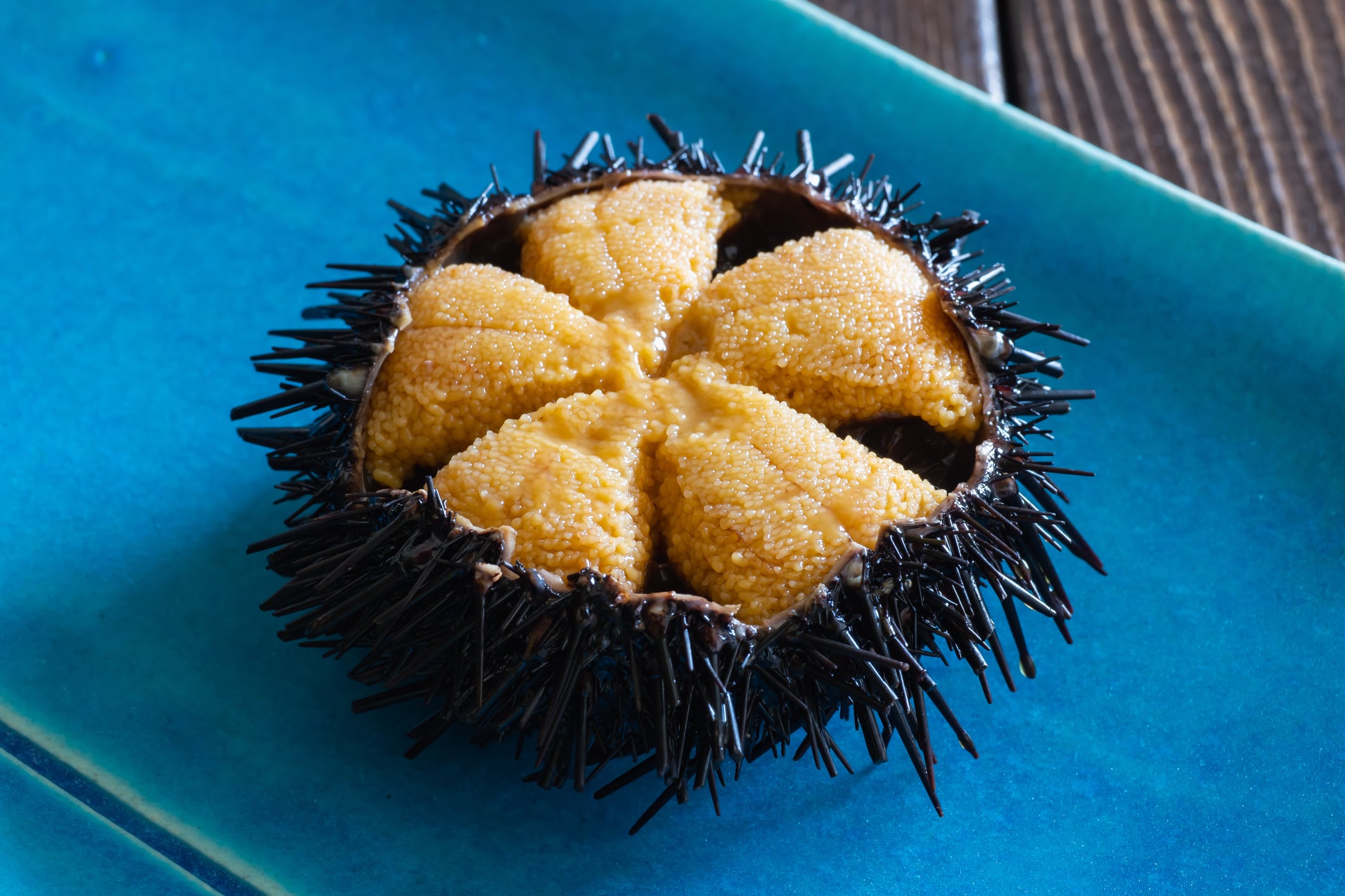 Uni rehab: New land-based sea urchin farm aligns environment restoration with aquaculture growth