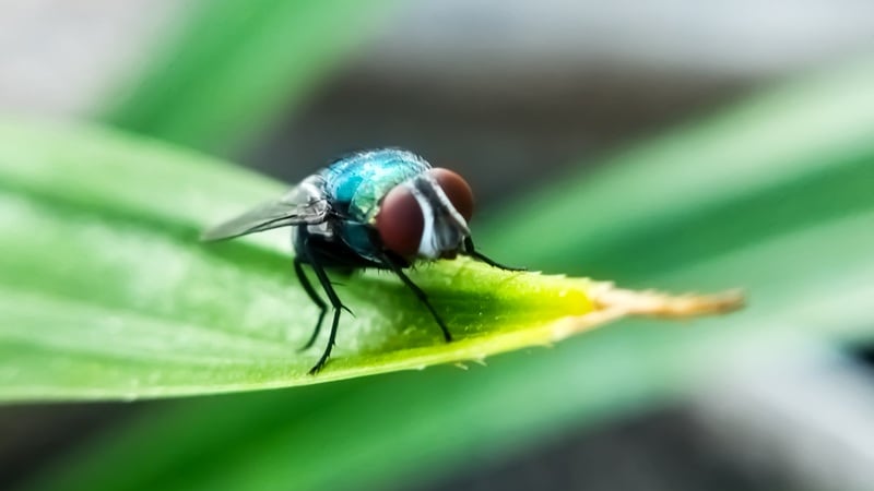 A New World screwworm on a leaf