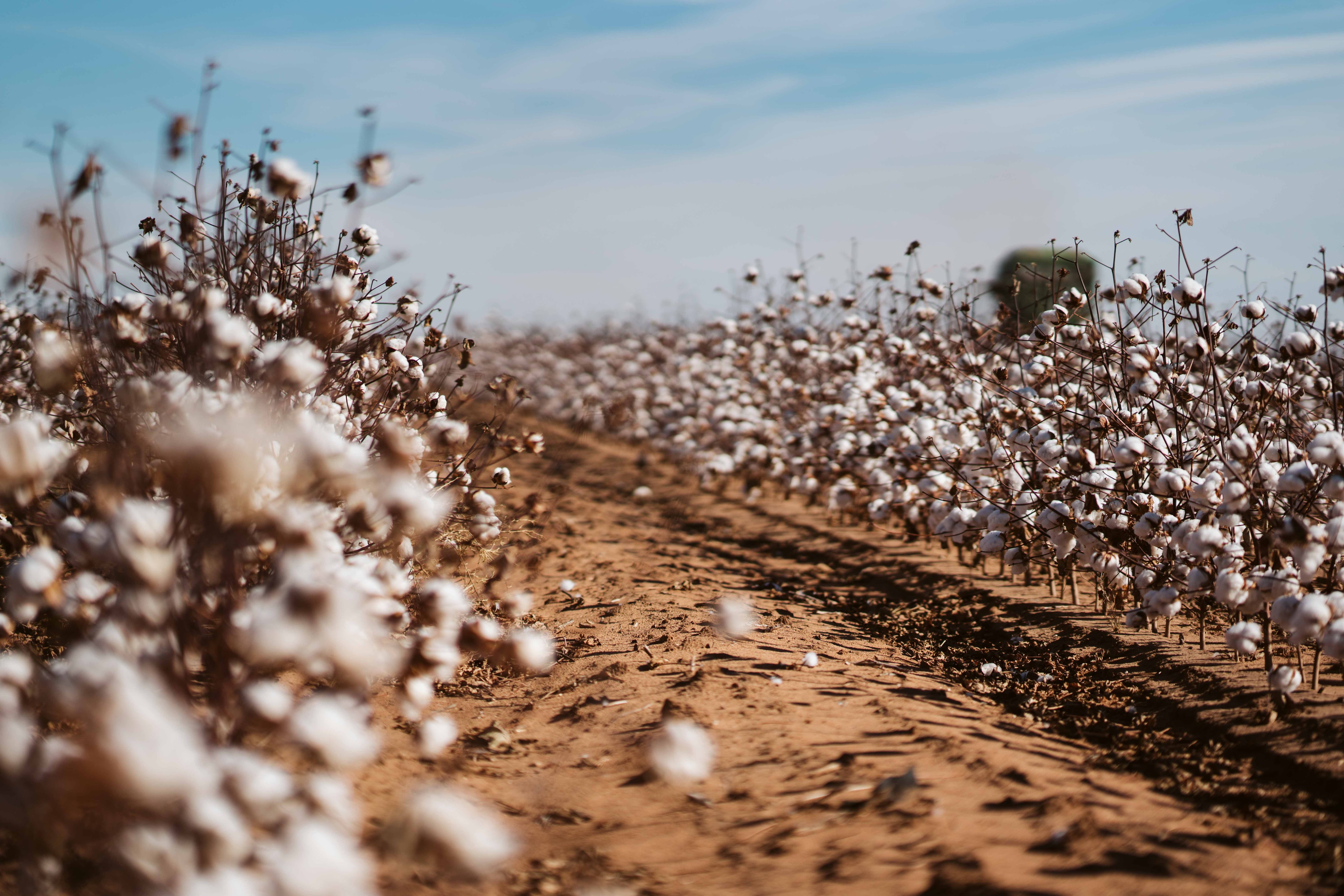 ATN-Cotton-Image-2.jpg