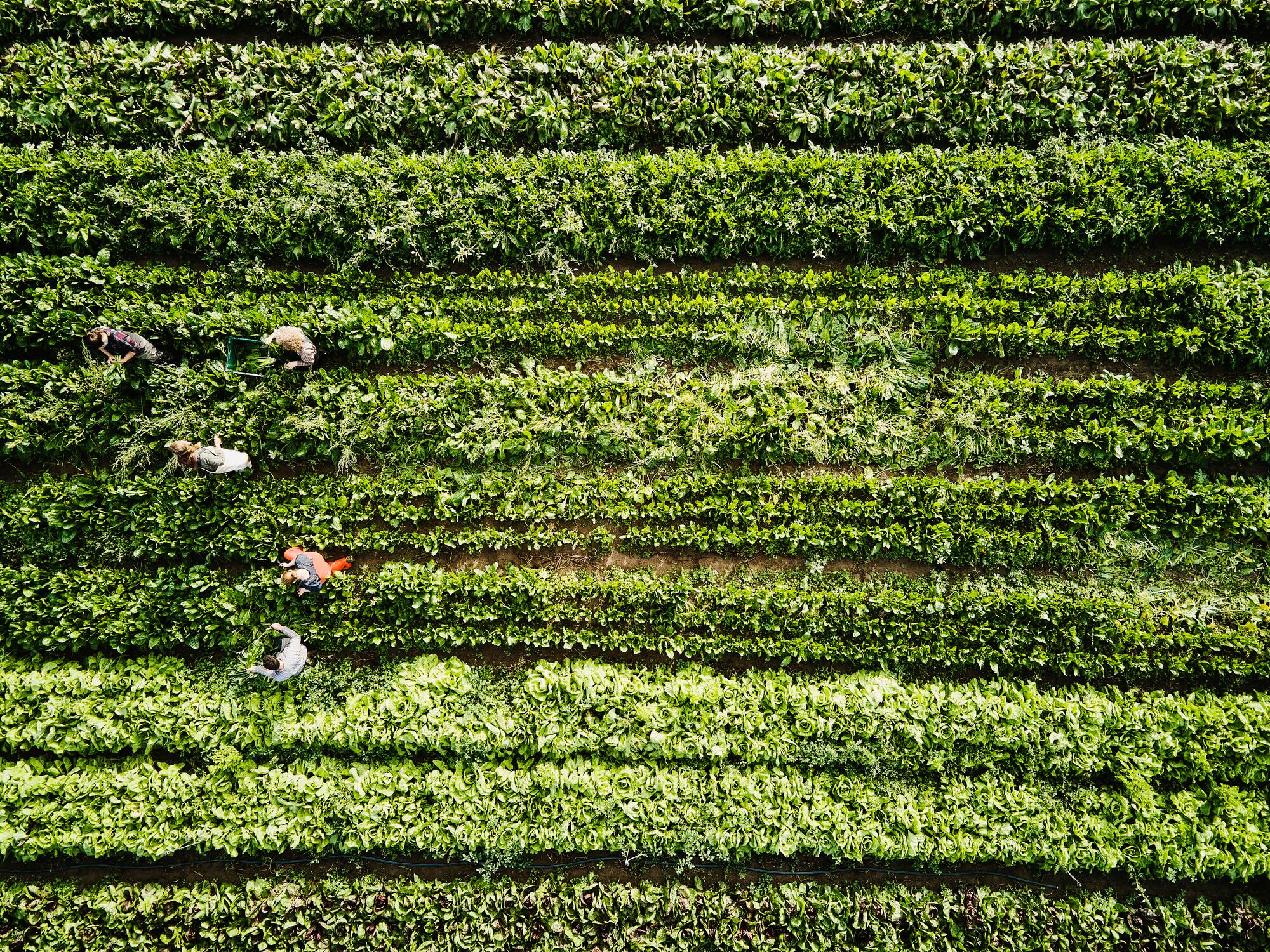 Renaissance Philanthropy is backing a new funding model to unlock high-risk science and accelerate solutions to climate threats in food systems.