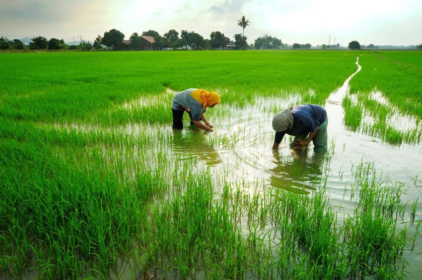 Taking out the guesswork: AI crucial in shift toward predictive irrigation in water-stressed areas