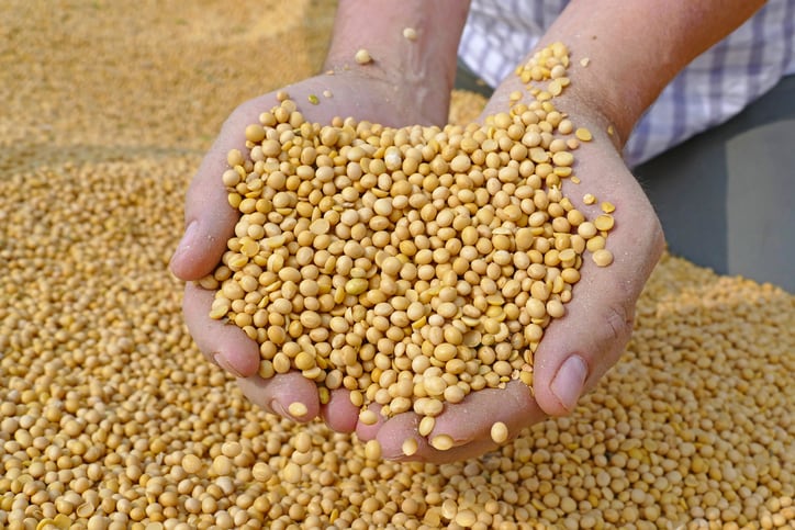 US: Michigan joint venture soy processing facility takes shape