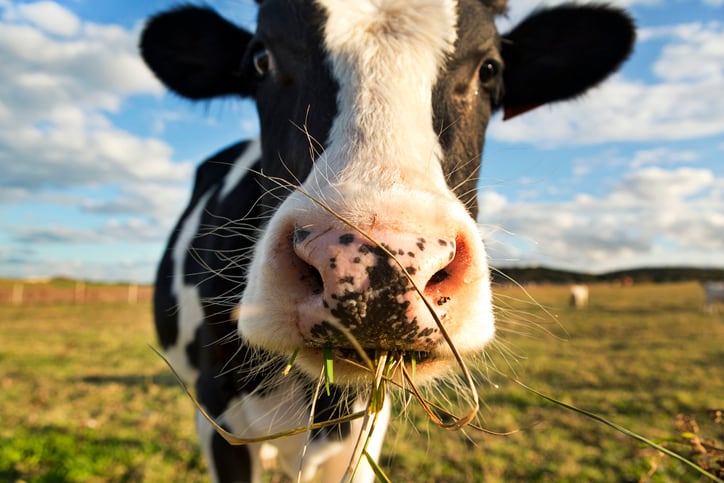 Methane emissions in grazing dairy systems