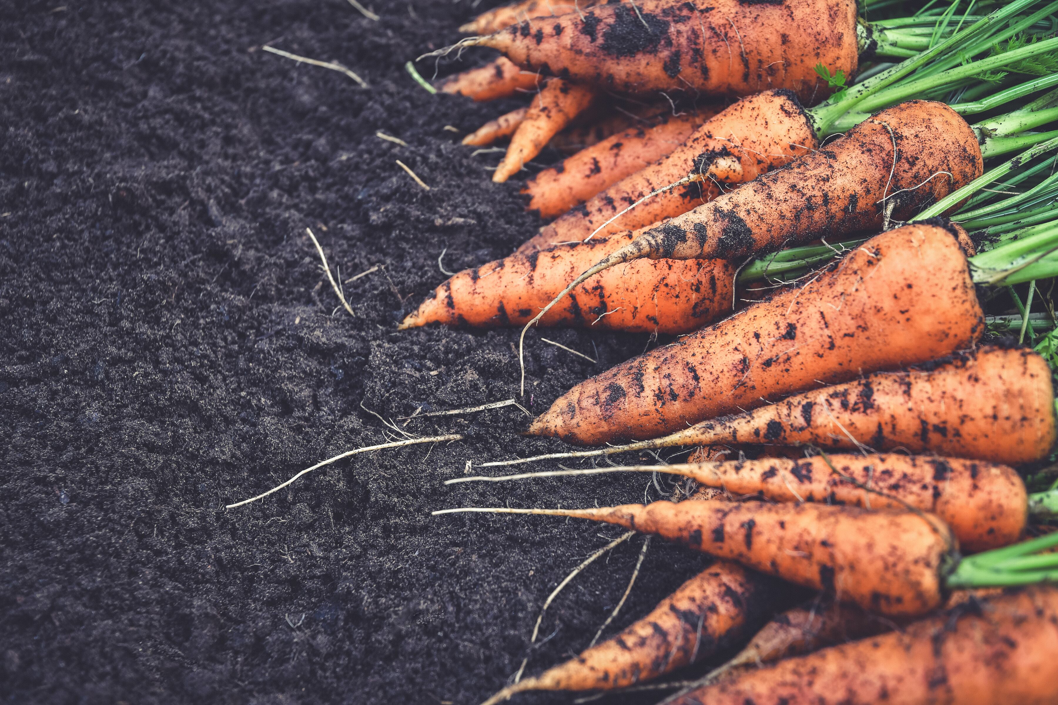 Healthy, living soils are the foundation of crop nutrition – mirroring the role of the gut microbiome in human health.