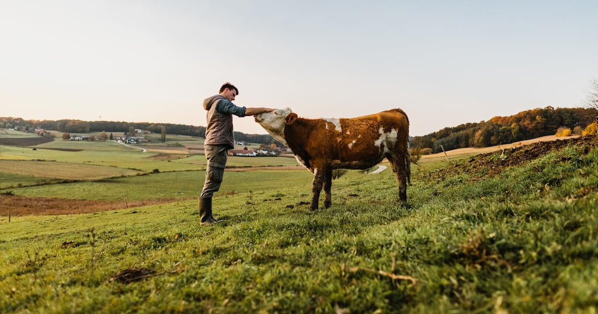 Methane money: Investors target livestock climate tech, animal monitoring and waste-to-energy solutions