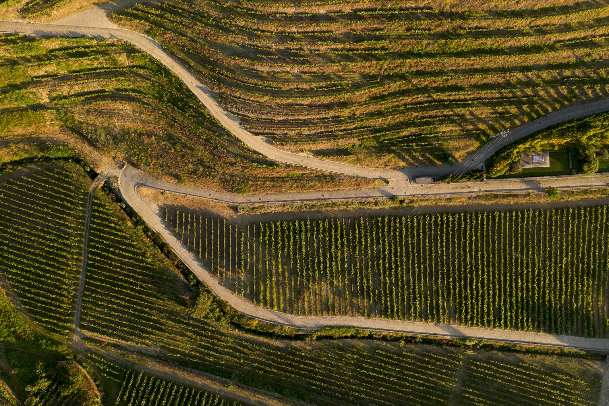 Xinomavro Ventures wants to drag the wine industry into the digital age