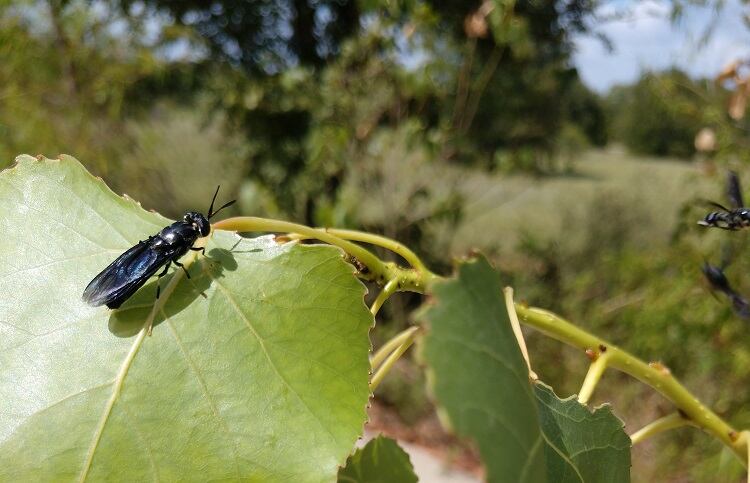Black-soldier-fly-tech-aims-to-simplify-specialize-production.jpg