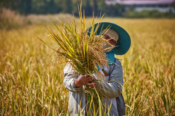 Pic-1-Wheat_resize.jpg