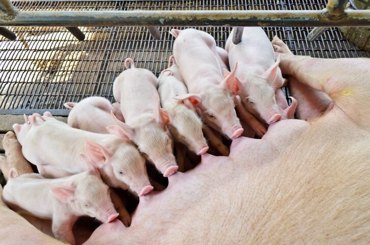 Antioxidants-and-omega-3-fatty-acids-show-promise-for-boosting-piglet-birth-weight.jpg