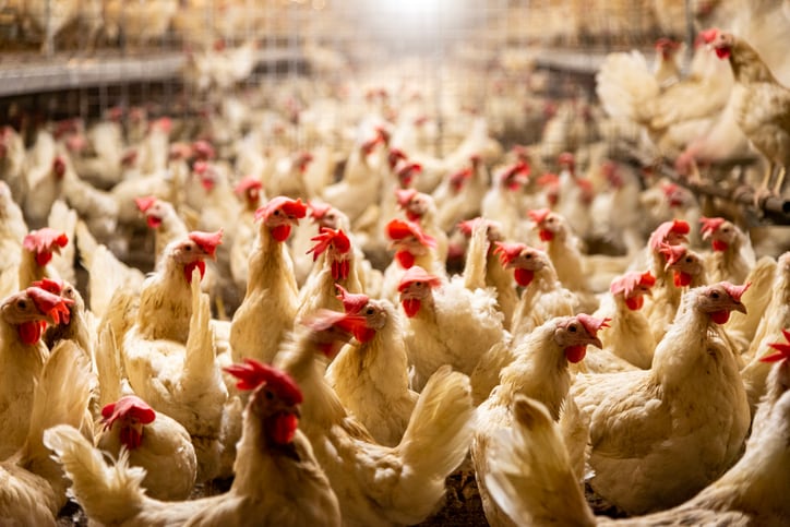 Poultry feed production surges in Great Britain despite industry uncertainty: AHDB report