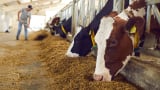 Novel ingredients: Navigating regulatory pathways with the US FDA