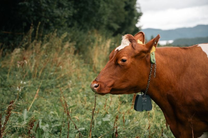 Nofence pushes back on welfare concerns as it tops 200,000 collars and expands into Sweden