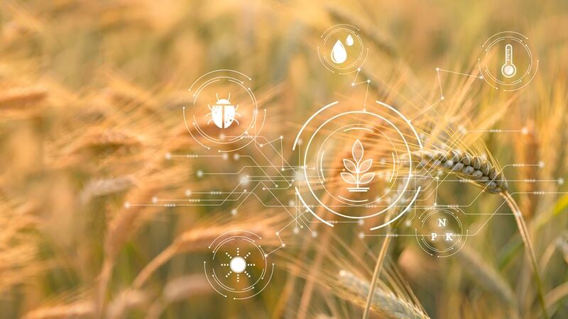 A wheat field being analyzed