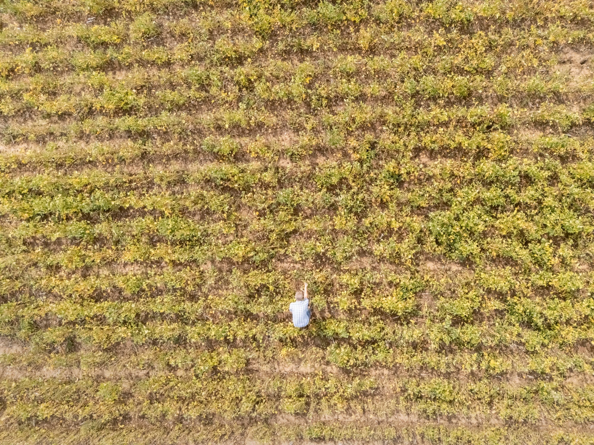 Wild Bio and The Traits Company join forces to accelerate next-gen soybean development
