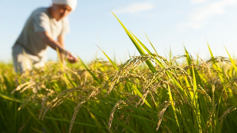 A farmer out in the rice field