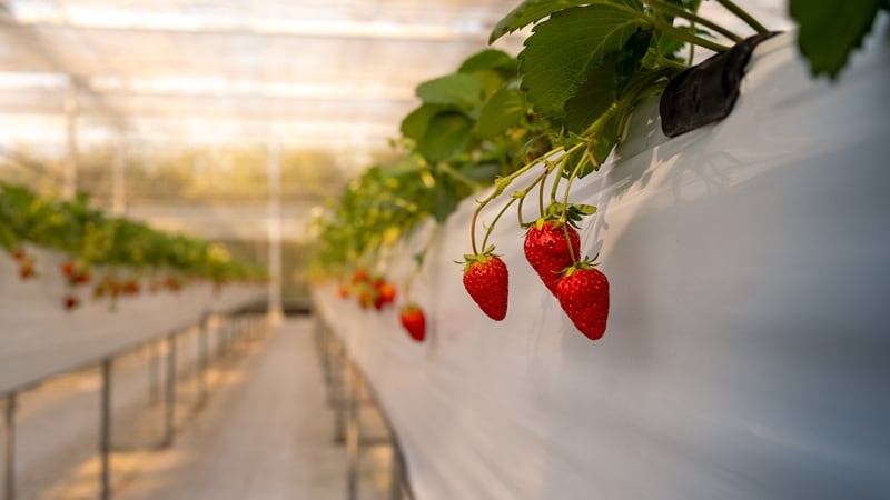 Strawberries in a greenhouse