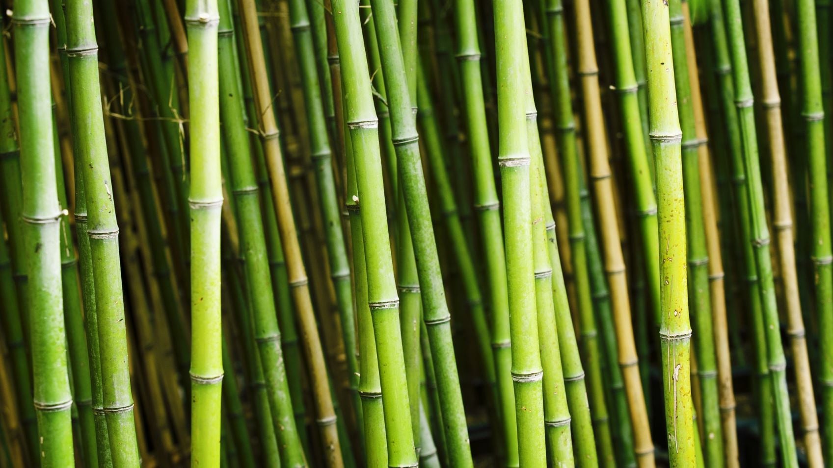 Bamboo benefit: Organic biomass as strong as traditional plastics – and biodegrades