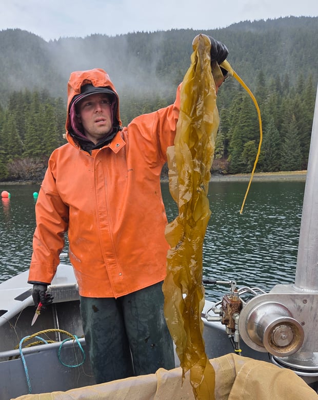 A kelp farmer holding up a kelp plant