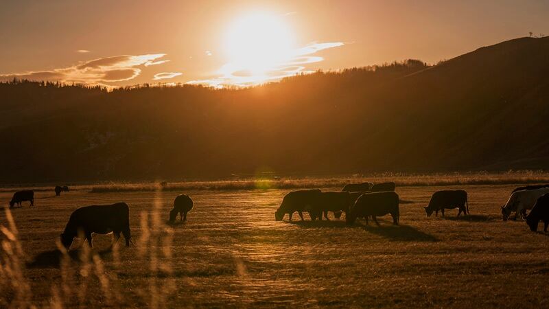USDA rolls out strategy for ranchers, amid backlash to Trump’s Argentinian beef import plan