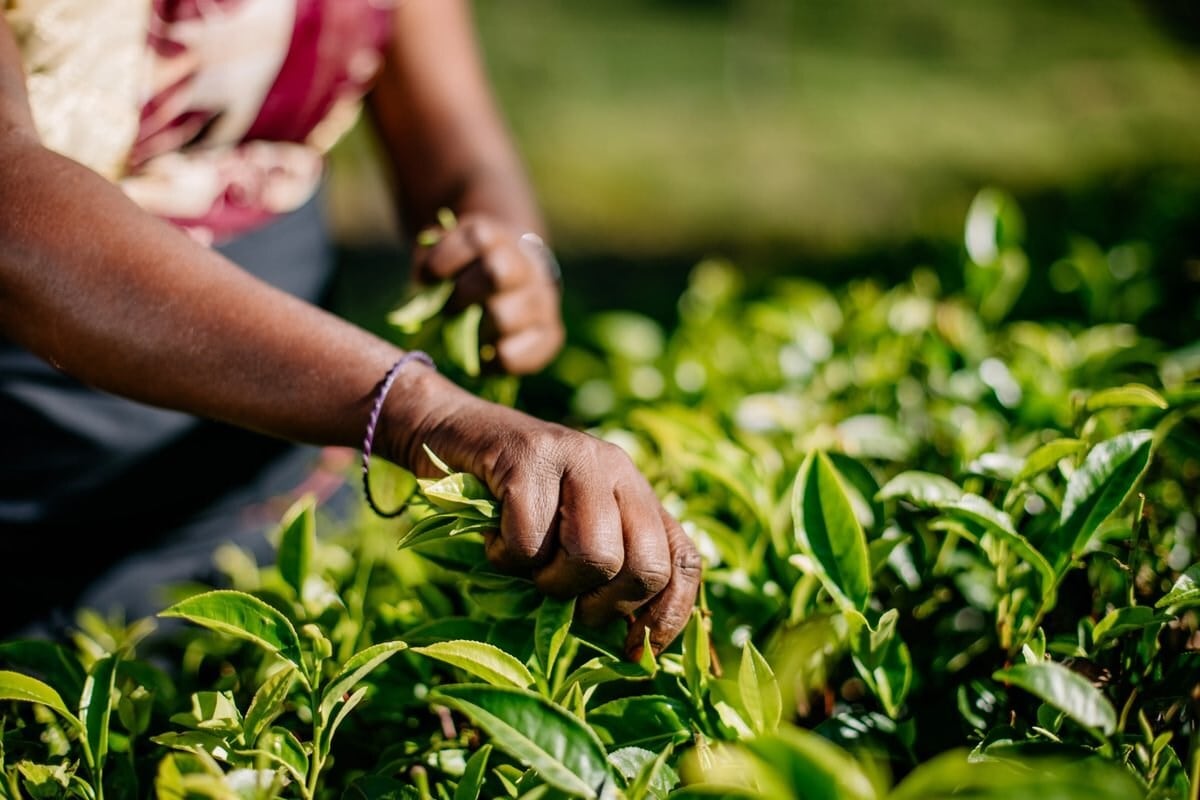 ‘Somebody pays the cost’: Retail squeeze is pushing tea plantations to the edge – Dilmah Chairman