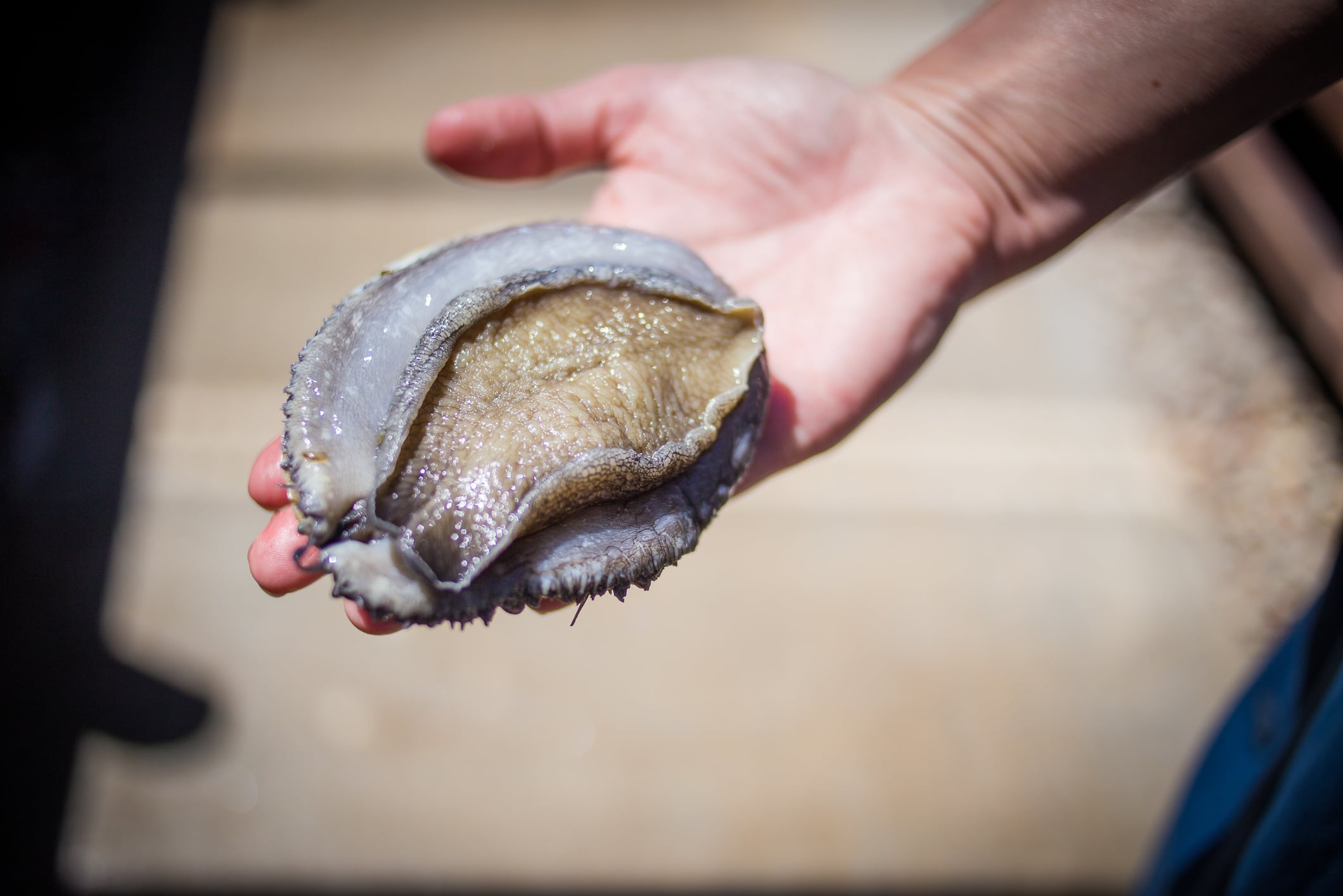 What tech can’t fix: Poaching, labour, sustainability challenges in South Africa’s abalone sector