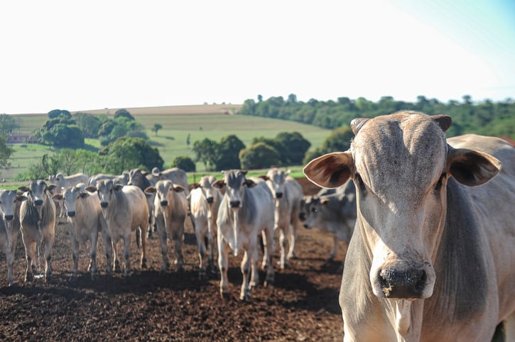 Are JBS’s sustainability commitments meaningless without more transparency?