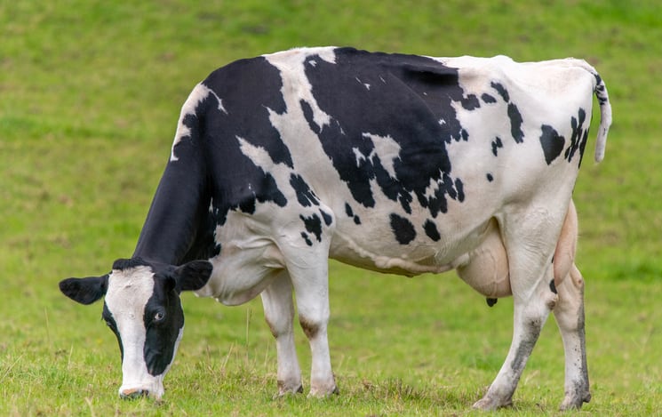 Danish study: The cow favors natural over synthetic vitamin E