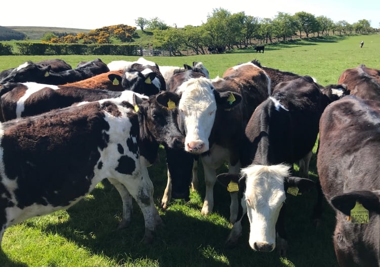 Valio and DSM announce collaboration on methane reduction