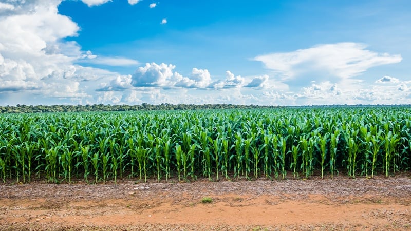 Amaggi makes ethanol push with stake in Brazilian biofuel company FS