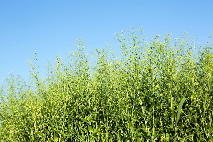 Feed and fuel: Louis Dreyfus and Global Clean Energy to promote camelina production in South America