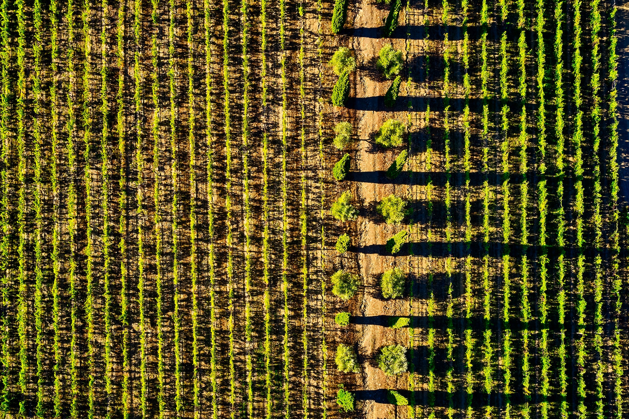 Prospecto’s AI-powered tractors aim to cut costs and boost sustainability in vineyards