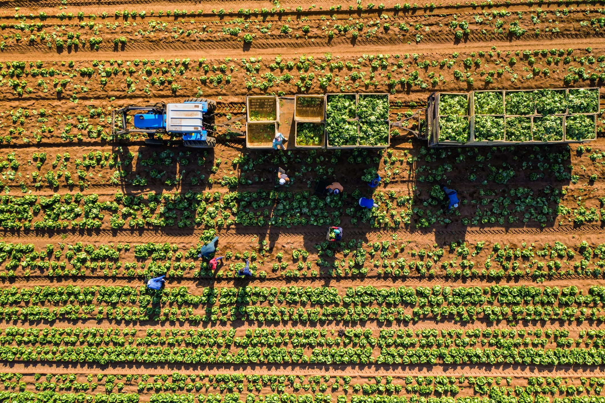 Digital power meets carbon farming: MyEasyFarm and Anthesis join forces to scale AgriCarbon in South Africa