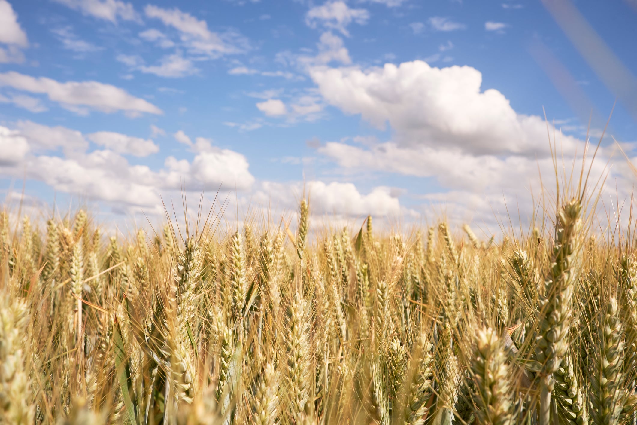 Weetabix’s wheat growers cut on-farm emissions with lower-nitrogen use