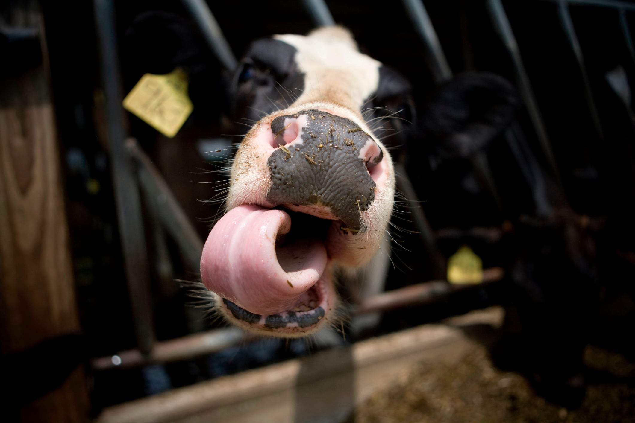Confident but cautious: NZ dairy sector set for major reforms on path to responsible growth