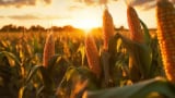 The 2024 mycotoxin landscape: Insights from North America, Canada and Europe