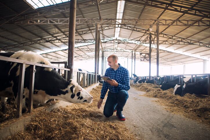 Dutch study sees risks from feeding certain types of seaweed to dairy cows 